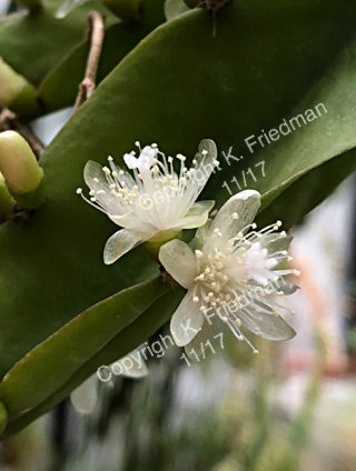 R. agudoensis closeup